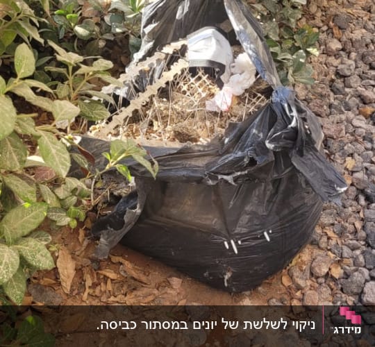 שקית זבל שחורה מלאה בפסולת ליד שיחים